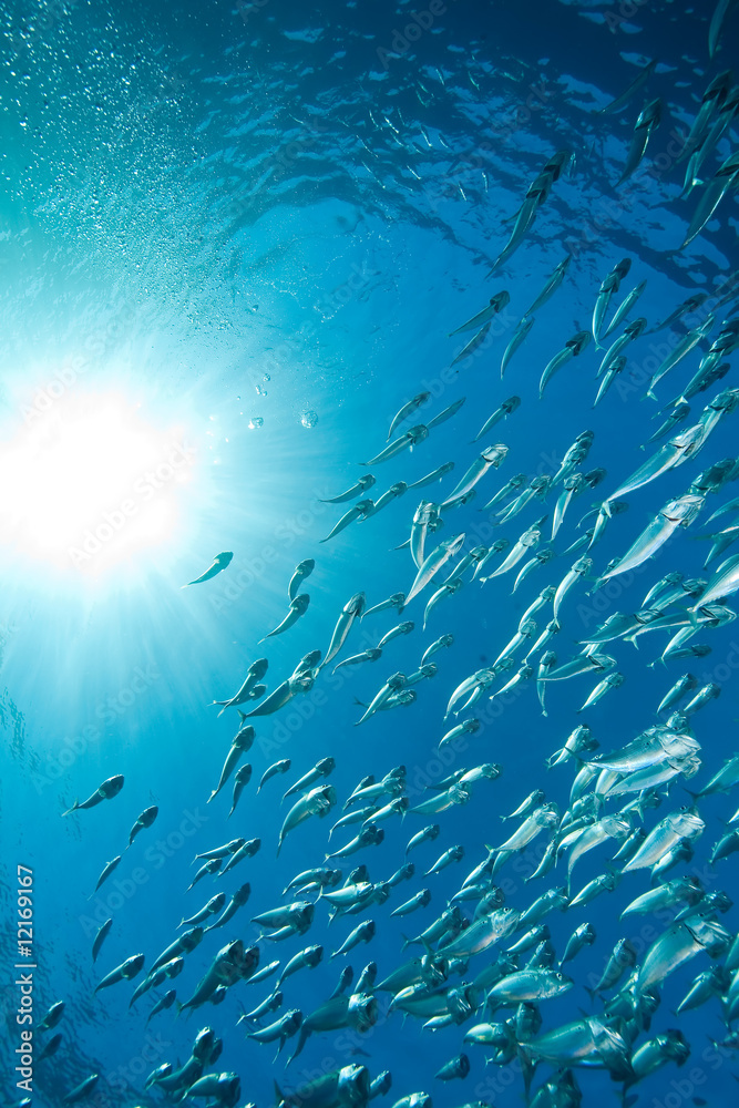Naklejka premium striped mackerel