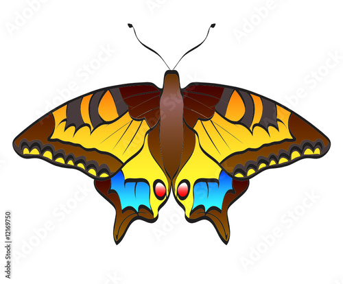 butterfly illustration