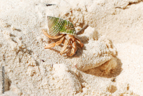 Canvas-taulu Hermit Crab on a beach