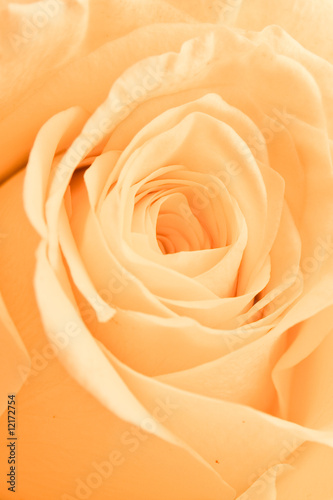 orange rose petals