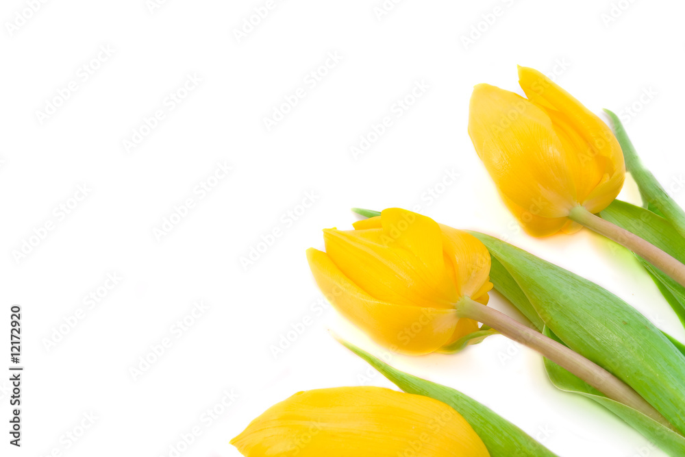 tulips