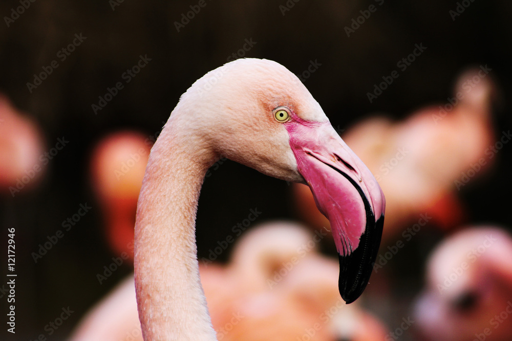 Fototapeta premium Flamingo
