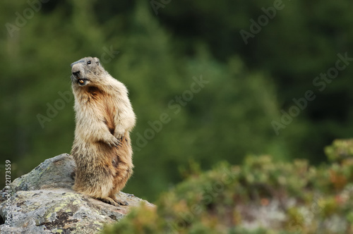 Le cri de la marmotte sauvage photo