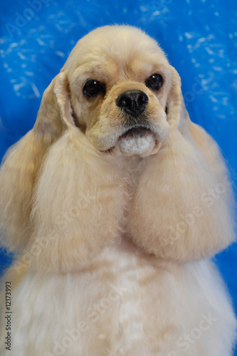 american cocker spaniel female - champion dog photo