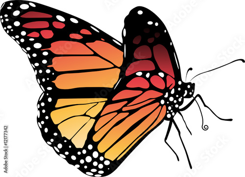 papillon