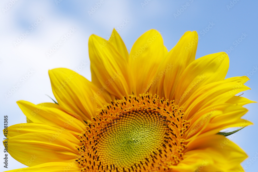 Obraz premium Beautiful Yellow Sunflower