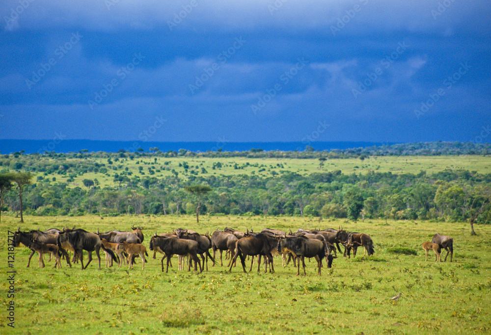 Gnus in der Serengeti