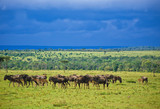 Gnus in der Serengeti