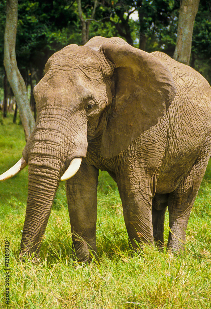 Obraz premium Elefant im Massai Mara