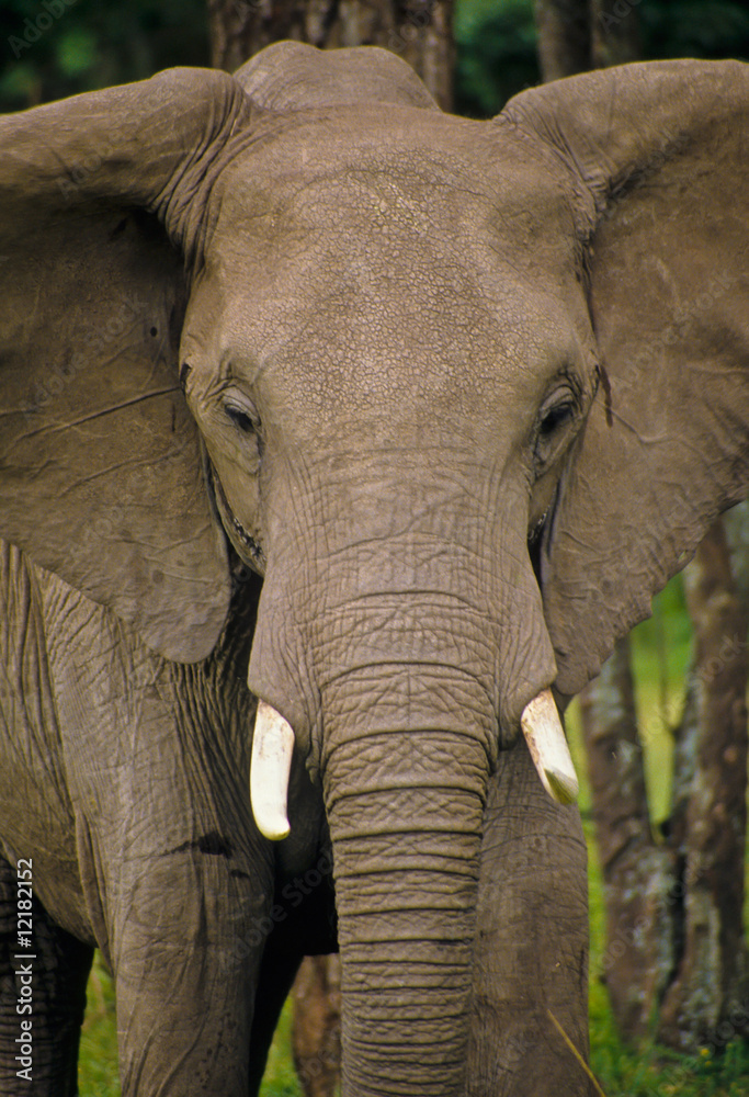 Elefant im Massai Mara Elefant im Massai Mara
