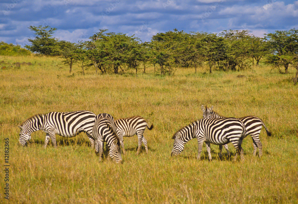 Obraz premium Zebras im Massai Mara