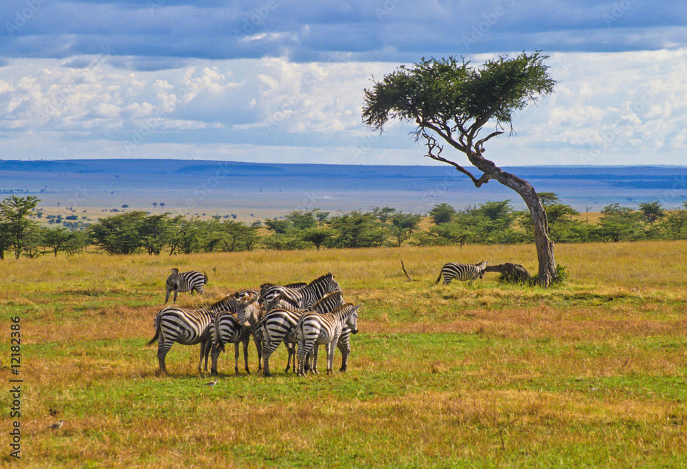Zebras im Massai Mara - obrazy, fototapety, plakaty 