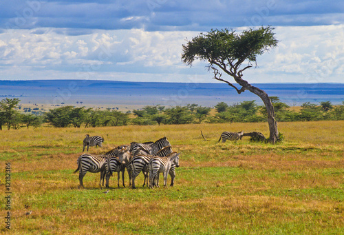 Zebras im Massai Mara