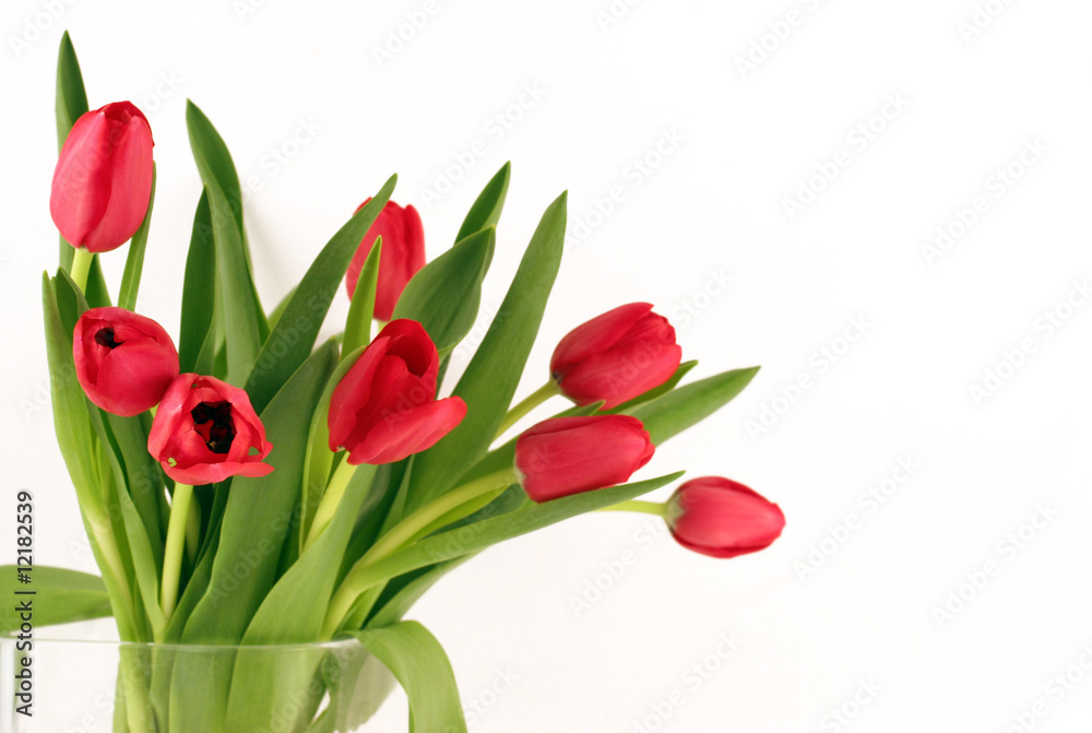 Obraz premium Ein Frühlingsgrruss aus roten Tulpen