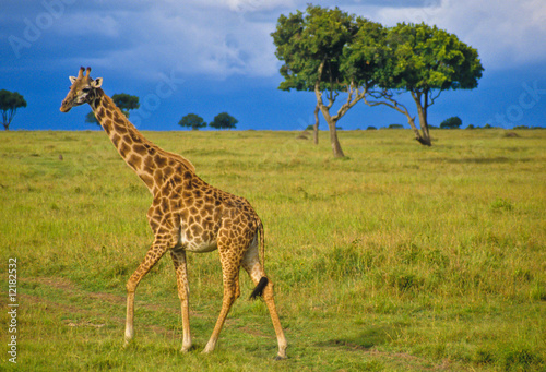 Giraffe im Massa Mara