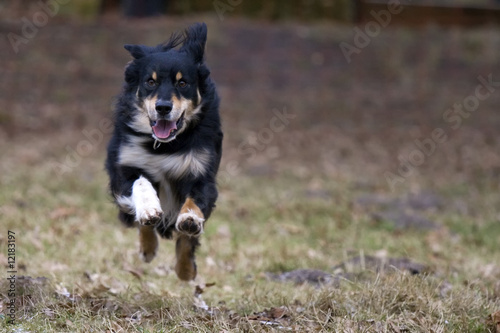 Australian Sheperd springt