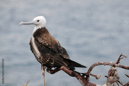Little frigate on a dry branch looking at the ocean