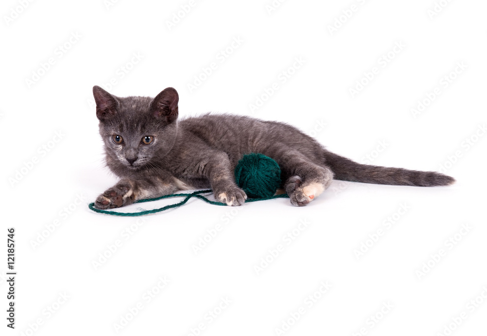 Gray kitten and green yarn