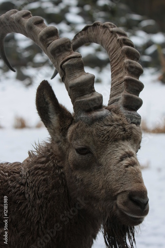 Steinbock