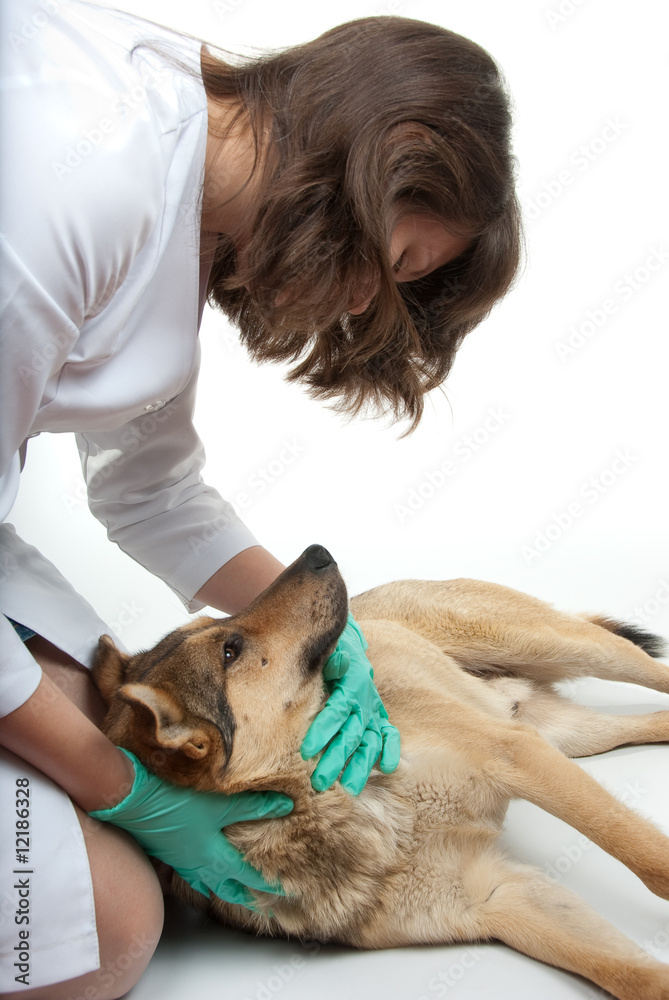 Obraz premium Dog inspection
