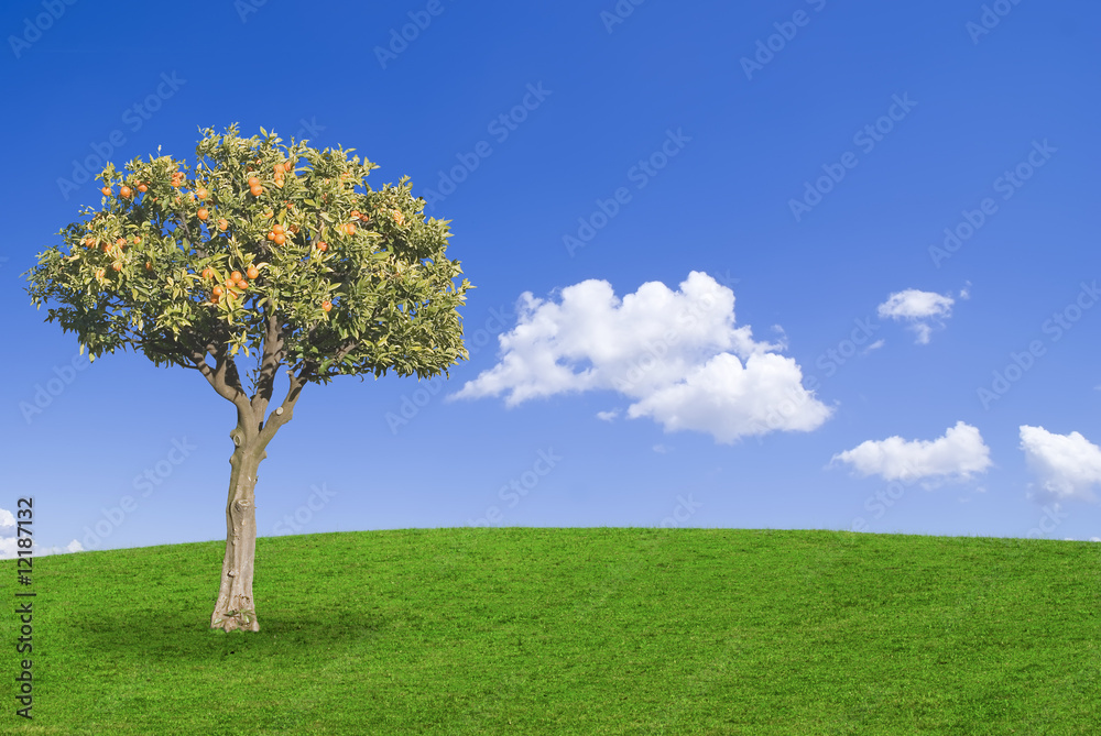 Orange tree in a in a green meadow against a blue sky.