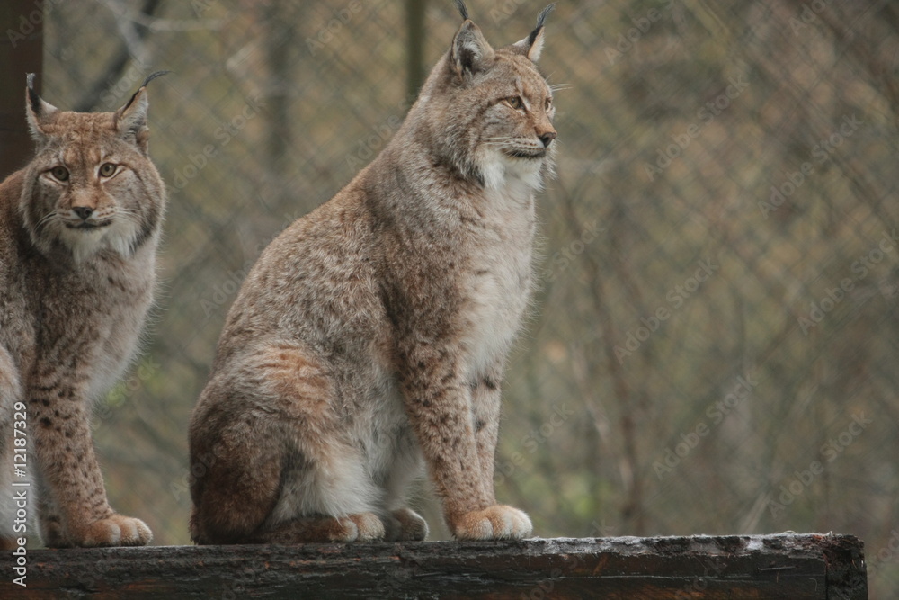 Obraz premium Luchs