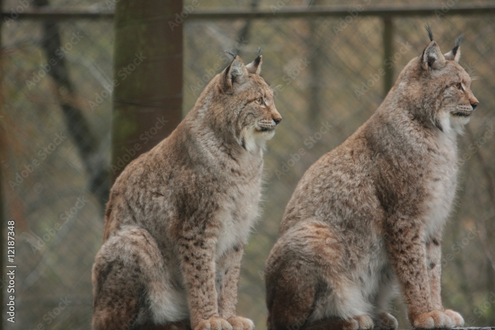 Luchs