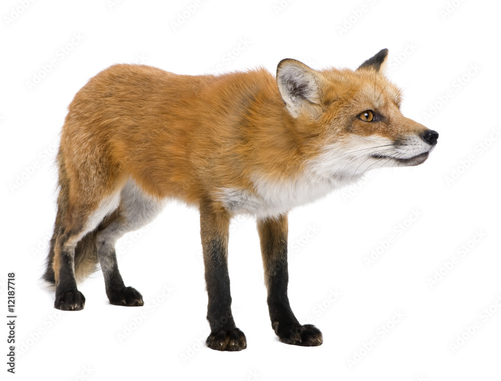 Red fox (4 years)- Vulpes vulpes