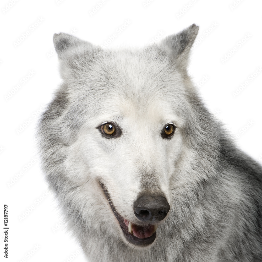 Fototapeta premium Mackenzie Valley Wolf (8 years) - Canis lupus occidentalis