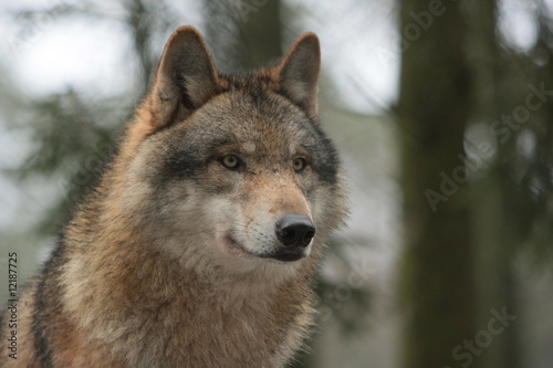 Wolf