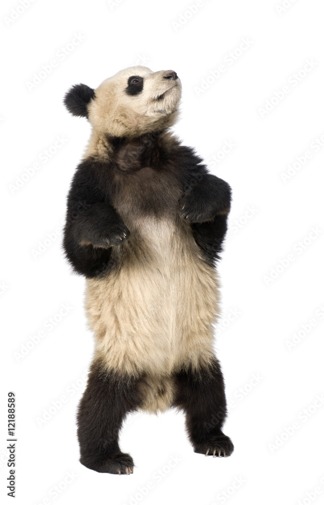 Fototapeta premium Giant Panda (18 months) - Ailuropoda melanoleuca