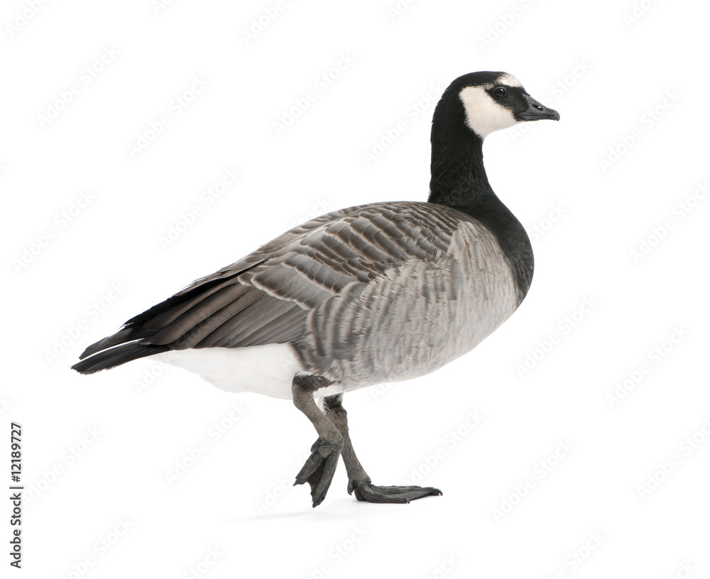 Mixed-Breed goose between Canada Goose and Barnacle Goose (+/- Mixed-Breed goose between Canada Goose and Barnacle Goose (+/-