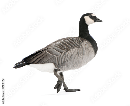 Mixed-Breed goose between Canada Goose and Barnacle Goose  (+/-