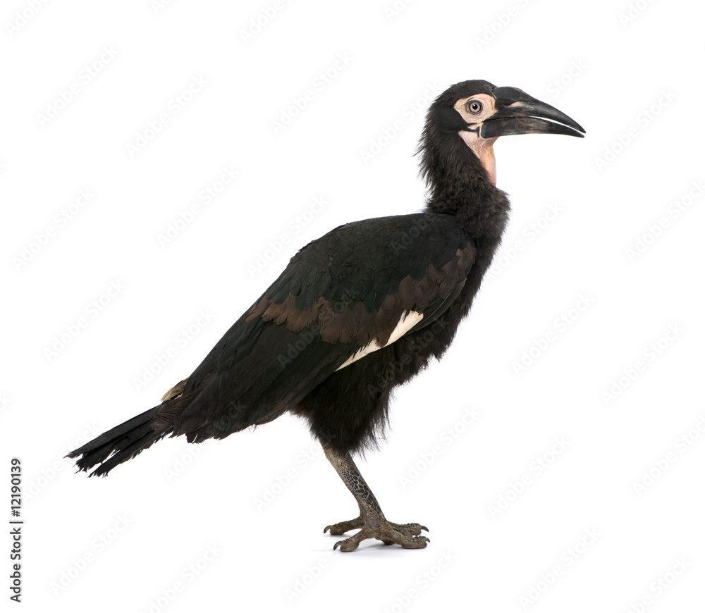 Obraz premium Young Southern Ground-hornbill - Bucorvus leadbeateri (18 months