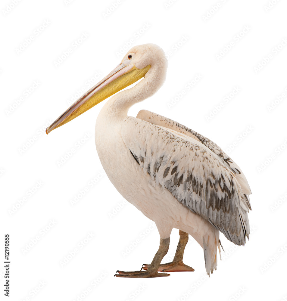 Naklejka premium White Pelican - Pelecanus onocrotalus (18 months)