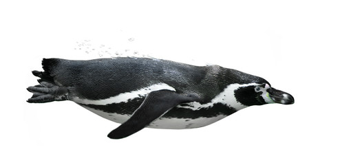 Fototapete Pinguin Pinguin gleitet durch klares Wasser  © Eric Isselée