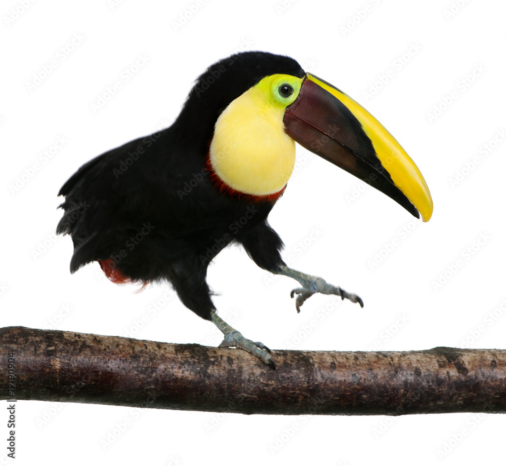 Chestnut-mandibled Toucan - Ramphastos swainsonii (3 years) Chestnut-mandibled Toucan - Ramphastos swainsonii (3 years)