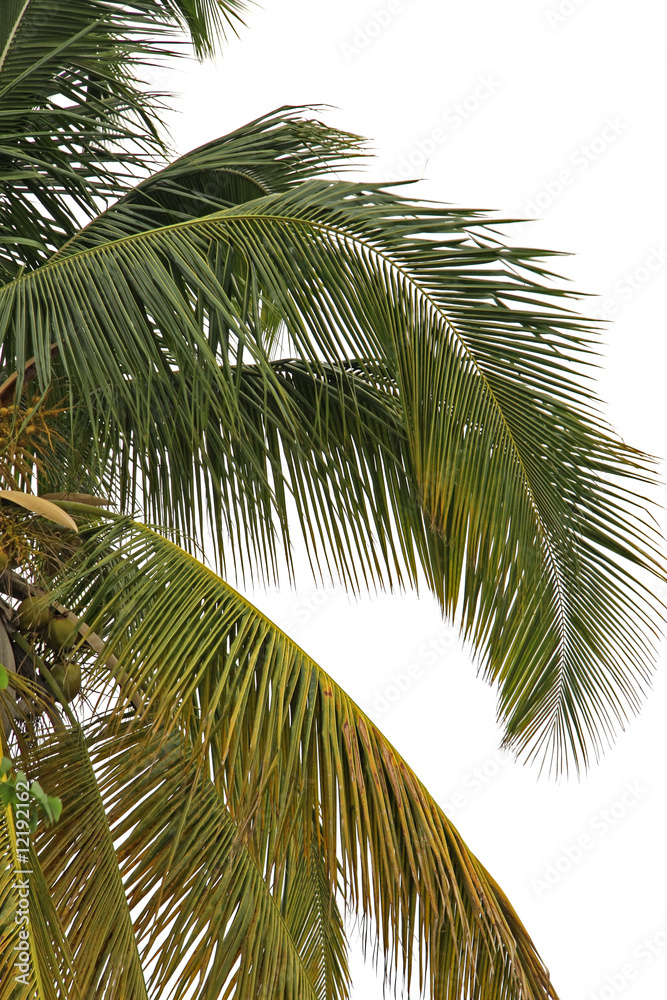 Obraz premium cocotier