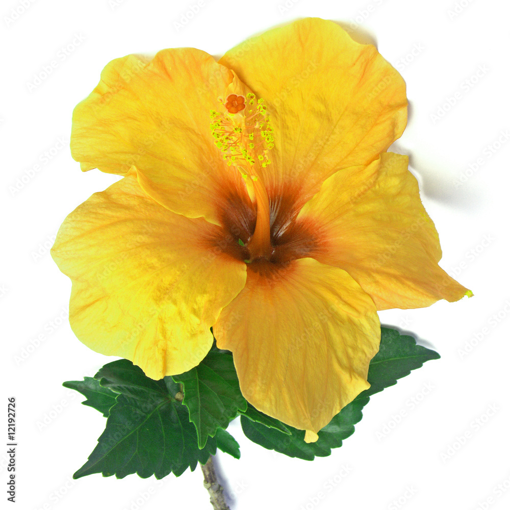 fleur jaune d'hibiscus