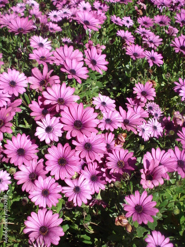 Purple Daisies