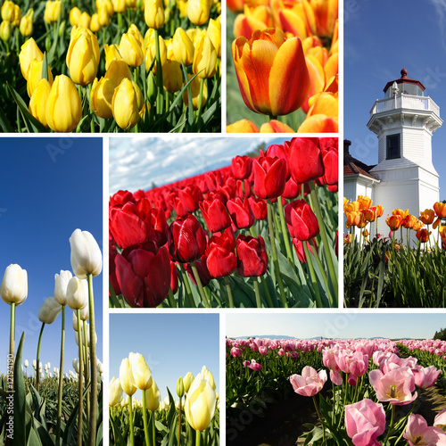 Fototapeta Naklejka Na Ścianę i Meble -  Tulips collage