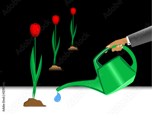 Red tulips