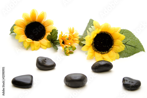 Sonnenblumen