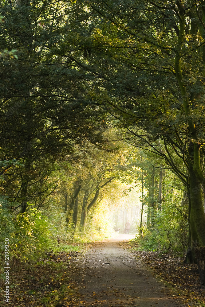 Obraz premium Forest path