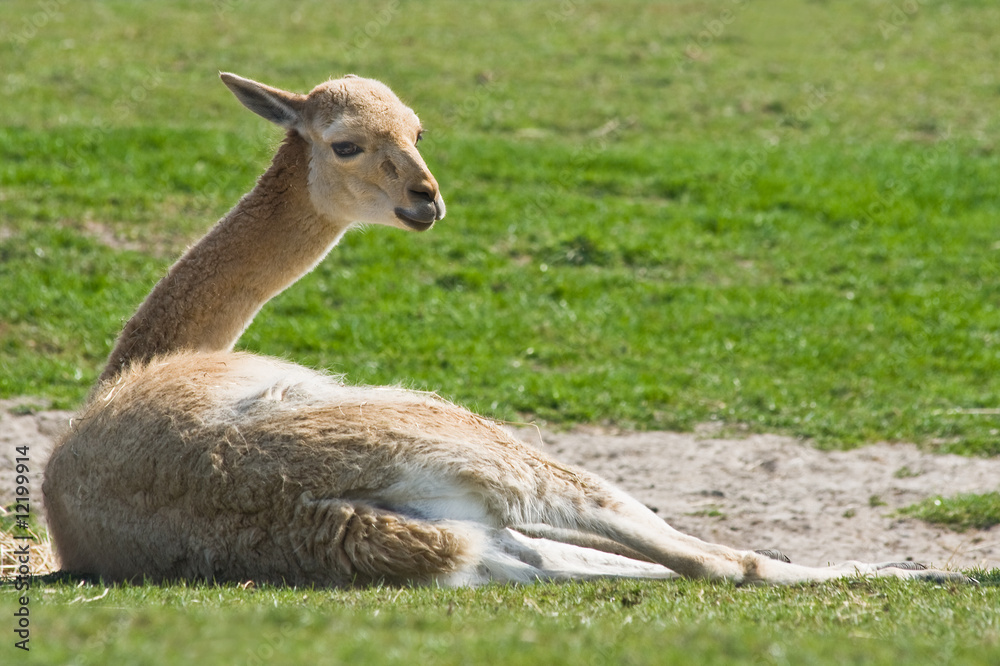Fototapeta premium Vicuna