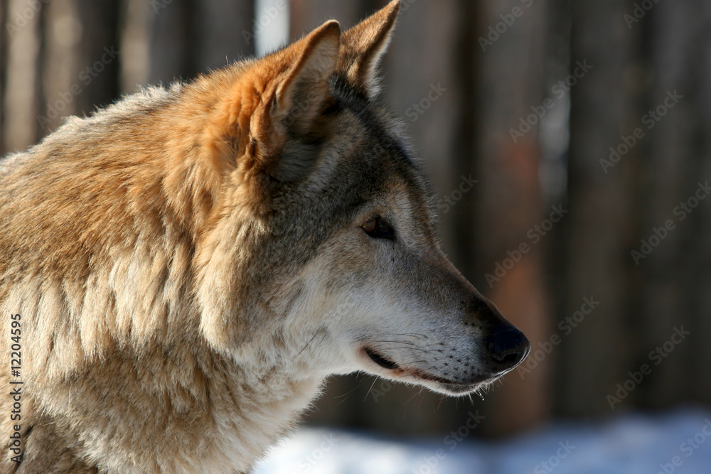 Fototapeta premium Wolf