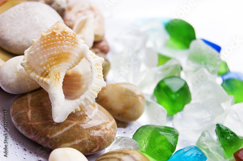 Obraz na płótnie Seashells collection
