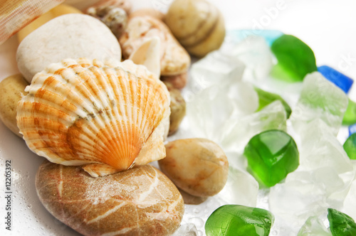 Obraz na płótnie Sea shells collection