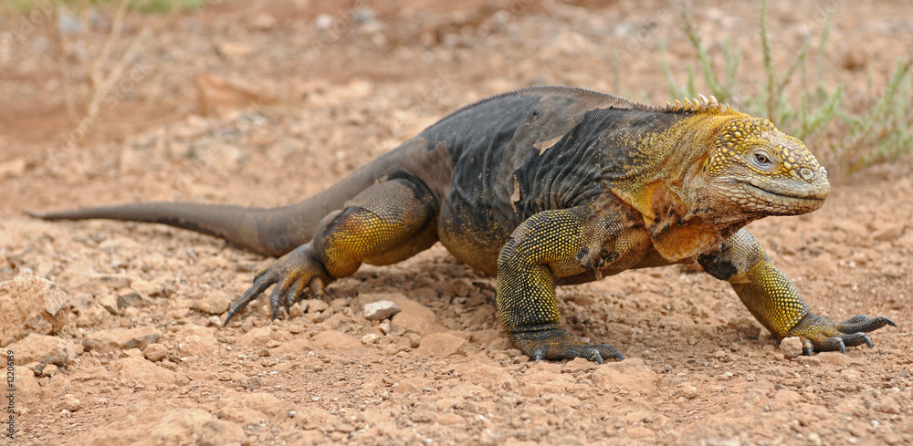 Walking land iguana Walking land iguana