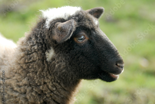hausschaf, Domestic sheep, Ovis orientalis aries